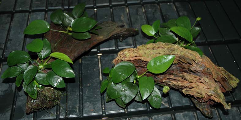 Anubias op hout/ Middel Welkom bij blikvangers