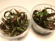 Cryptocoryne petchii "Pink" -In Vitro cup