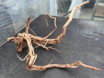 Azalea Root 11 65 cm
