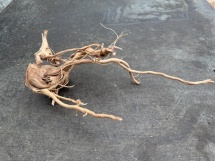 Azalea Root 12 45 cm