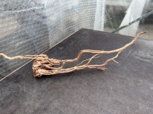 Azalea Root 13 70 cm