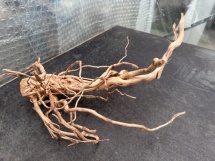 Azalea Root 14 62 cm