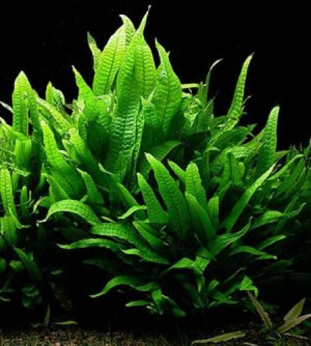 Gietvorm Dhr oorsprong Microsorum pteropus/ javavaren - Welkom bij aquarium-planten.com - op-hout -of-steen