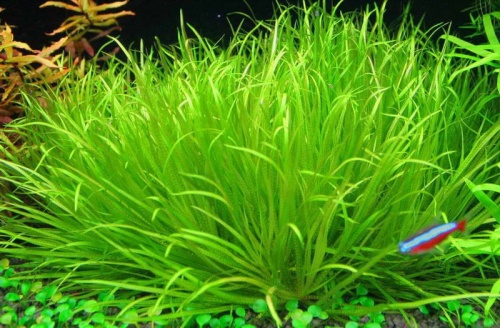 Vaak gesproken wees gegroet Ontmoedigd zijn Blyxa japonica - Welkom bij aquarium-planten.com - voorgrond-beplanting