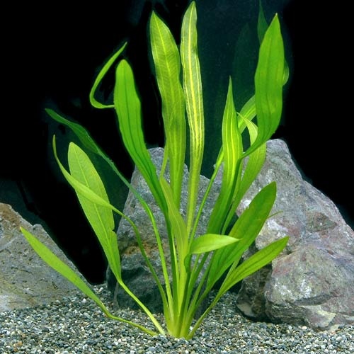 kleding stof Dochter groep Echinodorus uruguayensis - Welkom bij aquarium-planten.com -  echinodorus-zwaardplanten