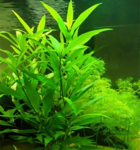 Hygrophila - Welkom aquarium-planten.com - achtergrond- planten