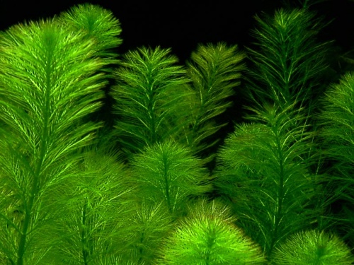 myriophyllum%20(1)