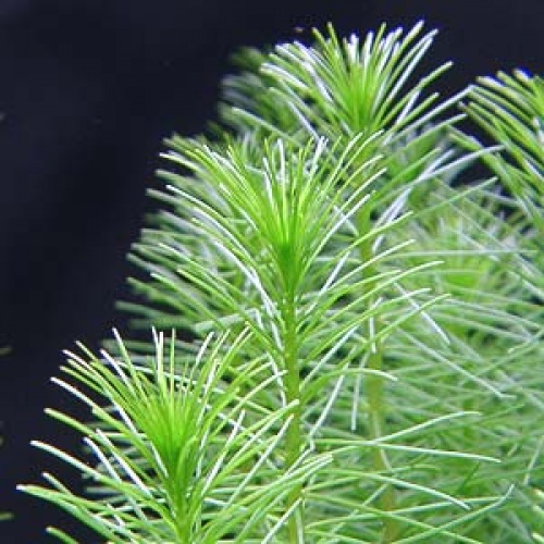 myriophyllum_propinquum2