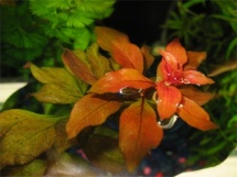 Ludwigia repens Rubin 