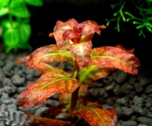 Ludwigia Senegalensis/ Guinea