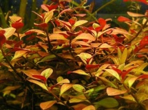 Ludwigia repens Rubin 